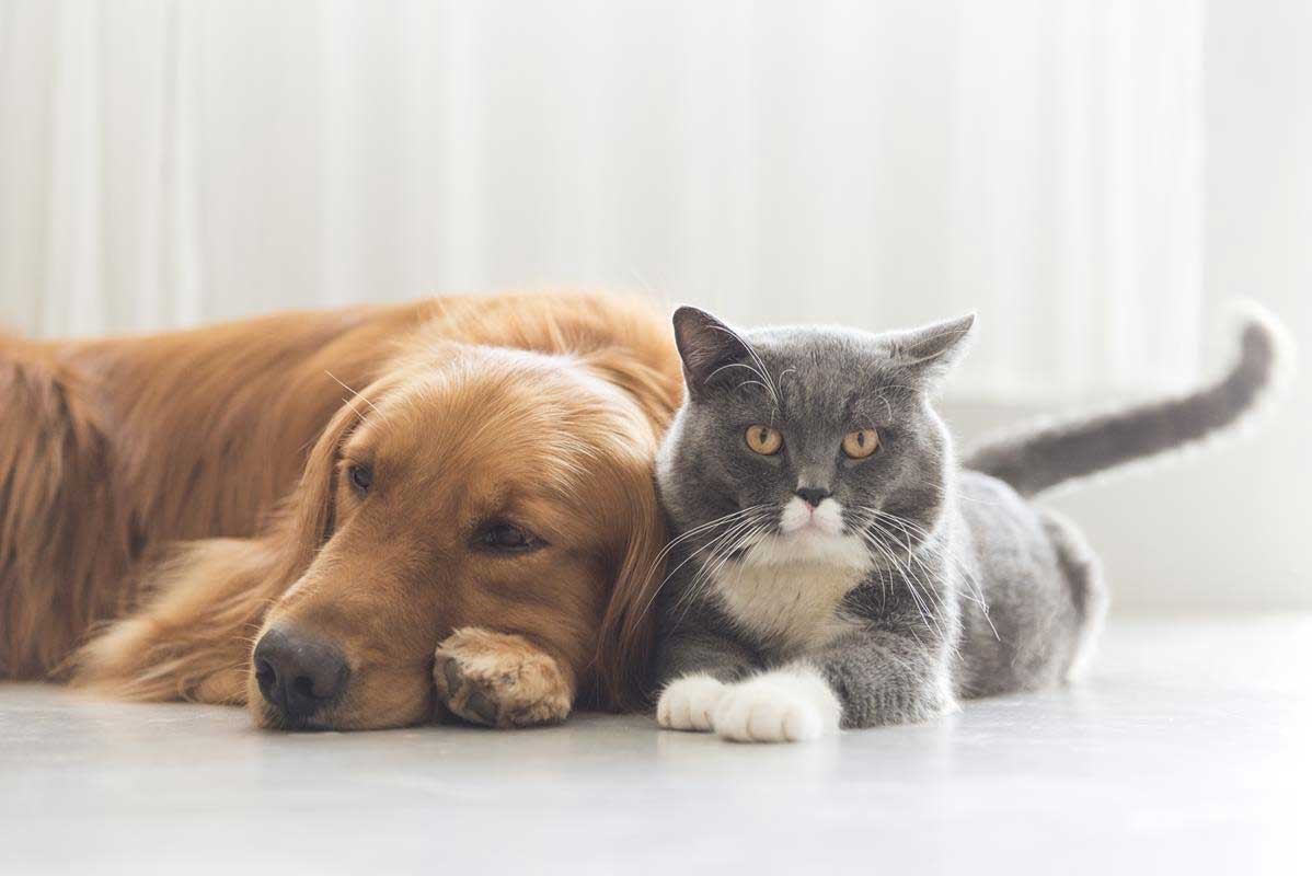 about our veterinary practice  Pleasant Ridge, OH 