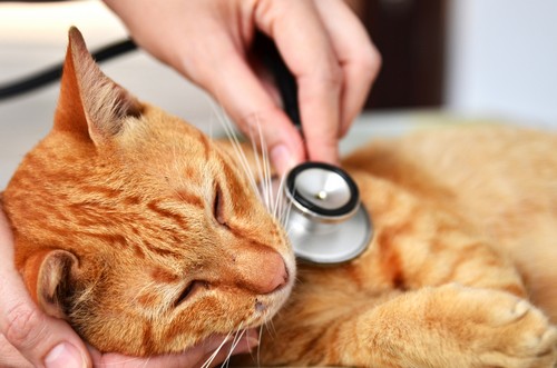 veterinary services  Pleasant Ridge, OH 